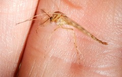 Chironomus crassicaudatus