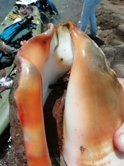 Titanostrombus galeatus