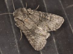 Lacinipolia cuneata