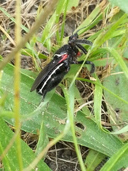 Apiomerus californicus