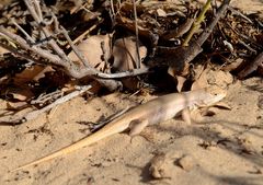Sceloporus arenicolus