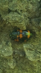 Megalodacne fasciata