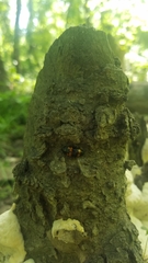 Megalodacne fasciata