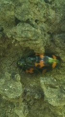 Megalodacne fasciata