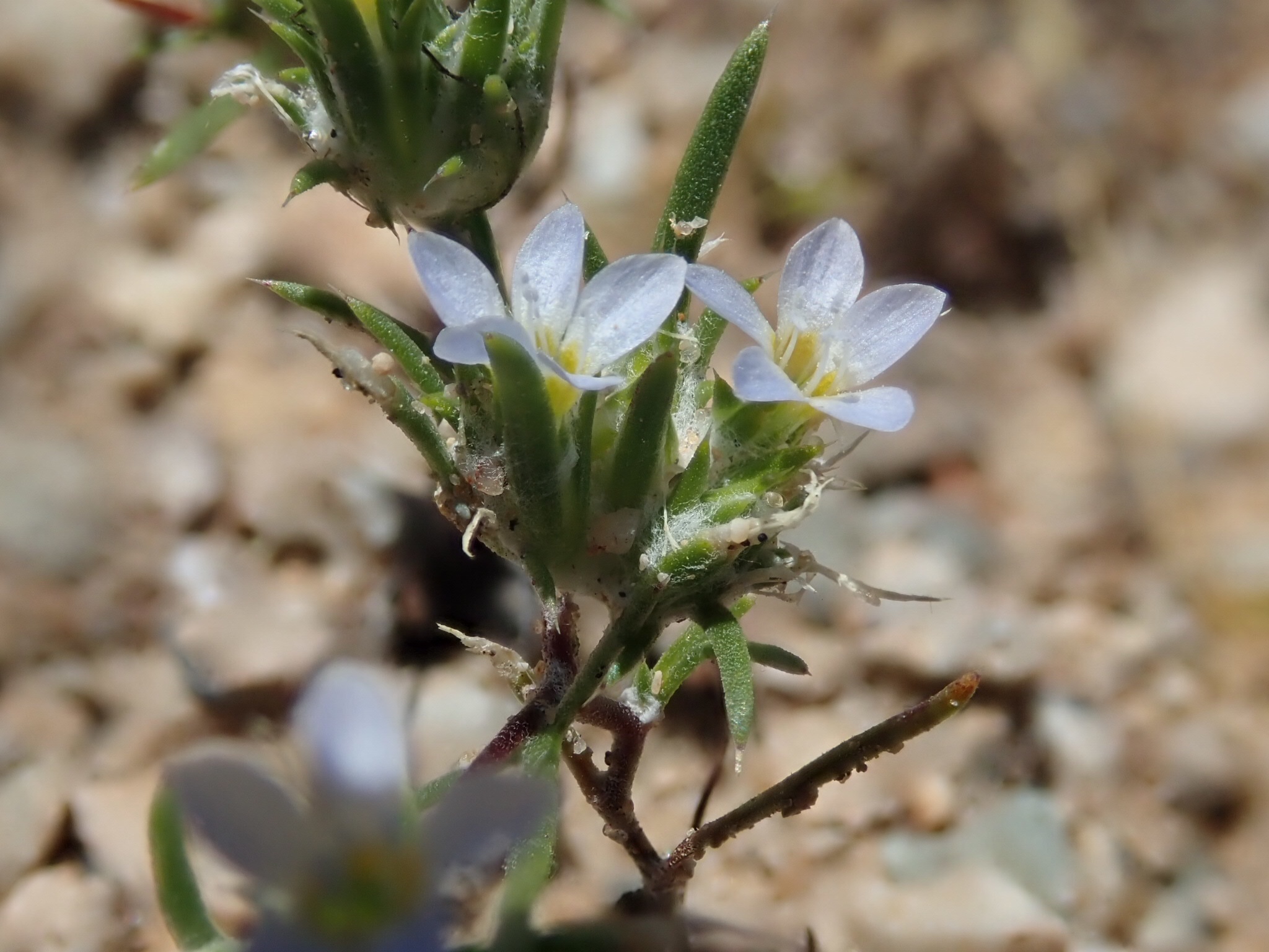 Eriastrum diffusum