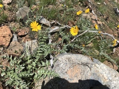Balsamorhiza sericea