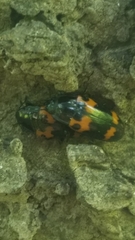 Megalodacne fasciata