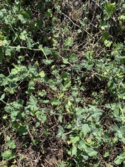 Phacelia malvifolia