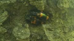 Megalodacne fasciata