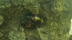 Megalodacne fasciata