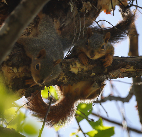 Eastern Fox Squirrel photographed in Nebraska