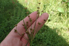 Juncus acuminatus