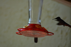 Chrysolampis mosquitus