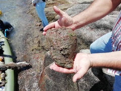 Titanostrombus galeatus