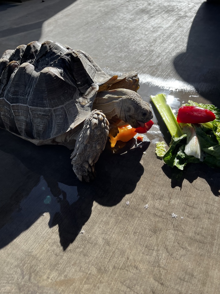 Tortoises from Bernadine Ave, El Paso, TX, US on May 9, 2024 at 05:18 ...