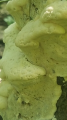 Polyporales