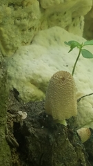 Polyporales
