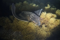 Common Eagle Ray photo 4