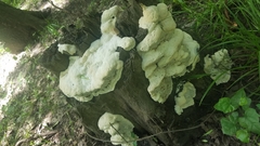 Polyporales