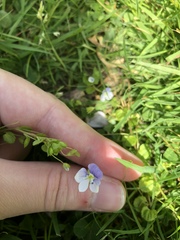 Veronica filiformis