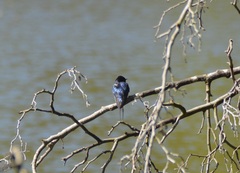 Hirundo rustica
