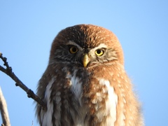 Glaucidium nana