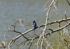 Hirundo rustica
