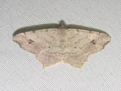 Macaria aequiferaria