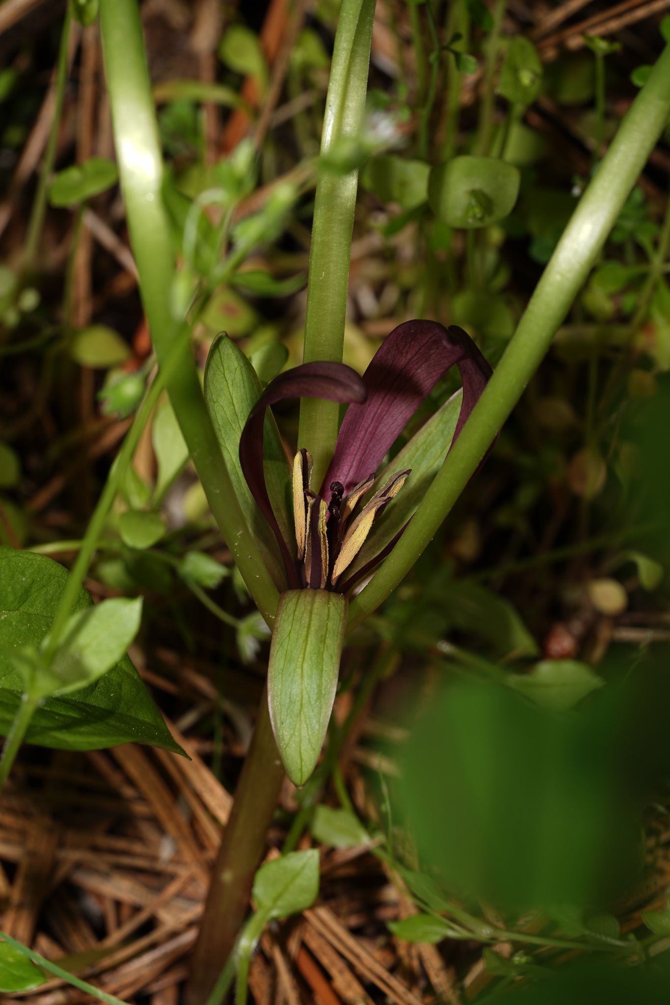 Trillium petiolatum