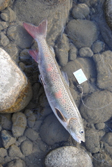 Lenok photo 1