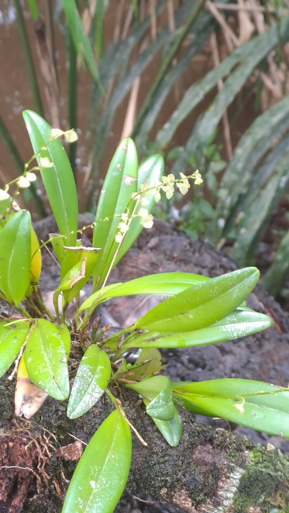 Stelis guianensis
