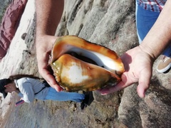 Titanostrombus galeatus