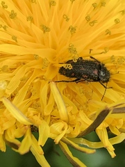Astylus bourgeoisi
