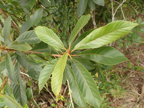 Clethra scabra (Clethra scabra)