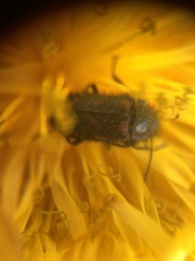 Astylus bourgeoisi