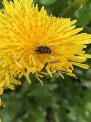Astylus bourgeoisi