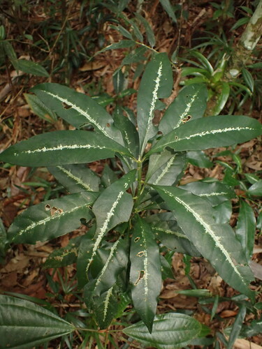 Aphelandra chamissoniana (Aphelandra chamissoniana)