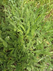 Achillea millefolium