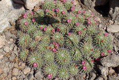Mammillaria compressa compressa