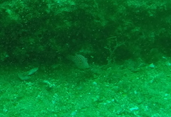 Canthigaster punctatissima