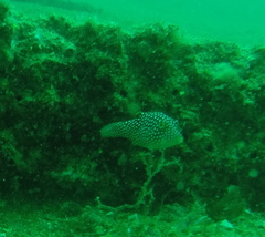 Canthigaster punctatissima