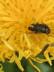 Astylus bourgeoisi