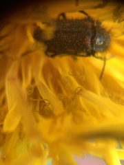 Astylus bourgeoisi