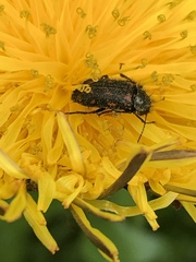 Astylus bourgeoisi