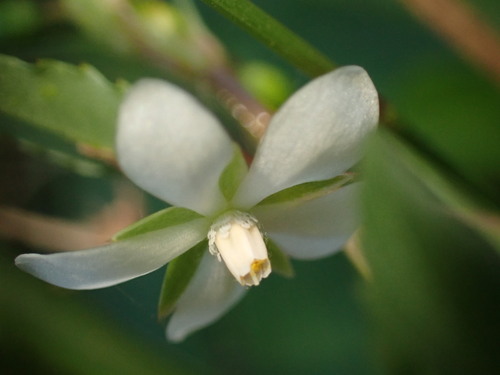 Image of creole tea by (c) agujaceratops, some rights reserved (CC BY)