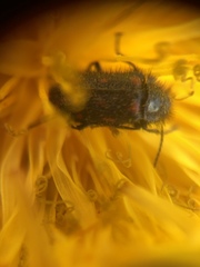 Astylus bourgeoisi