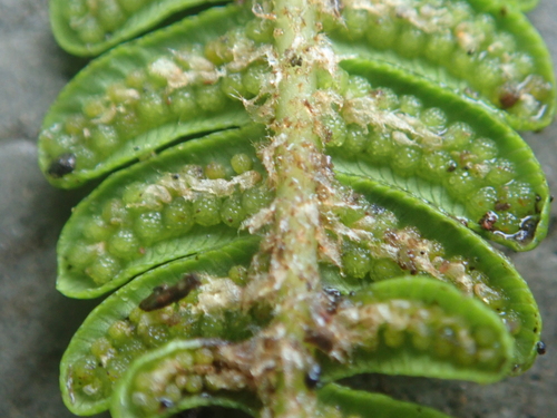 Sphaeropteris tomentosa, 2024-05-03