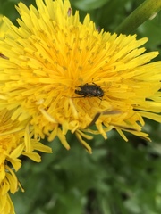 Astylus bourgeoisi