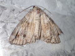 Dysbatus stenodesma
