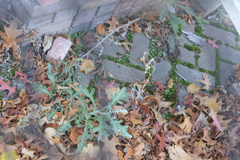 Senecio glomeratus